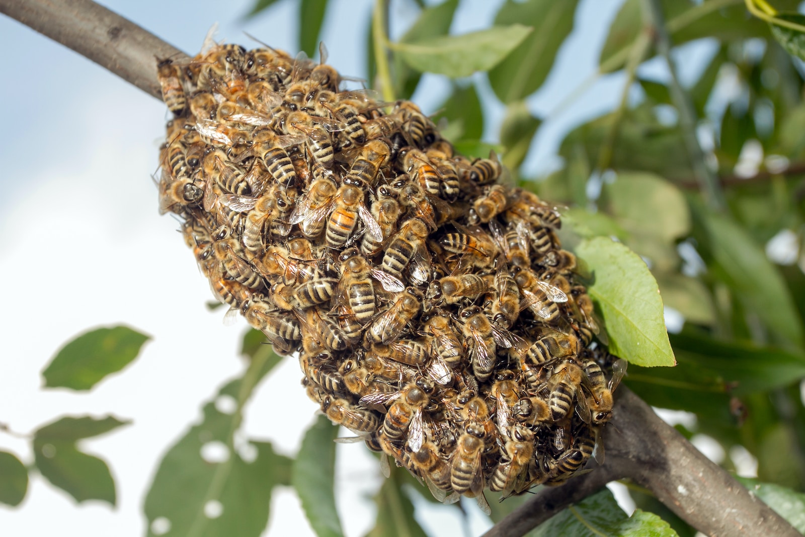 Que faire si vous trouvez un essaim d'abeilles dans votre jardin